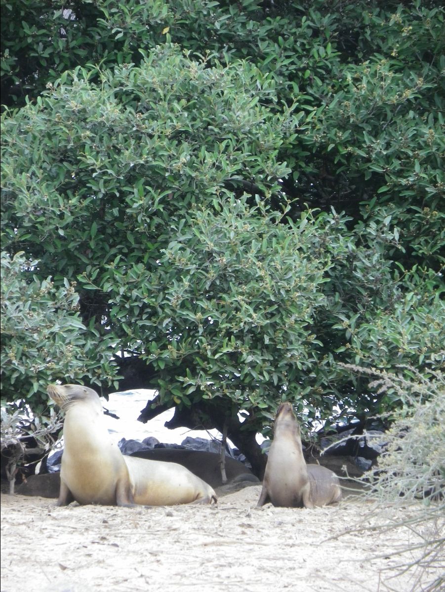 Sea Lions109